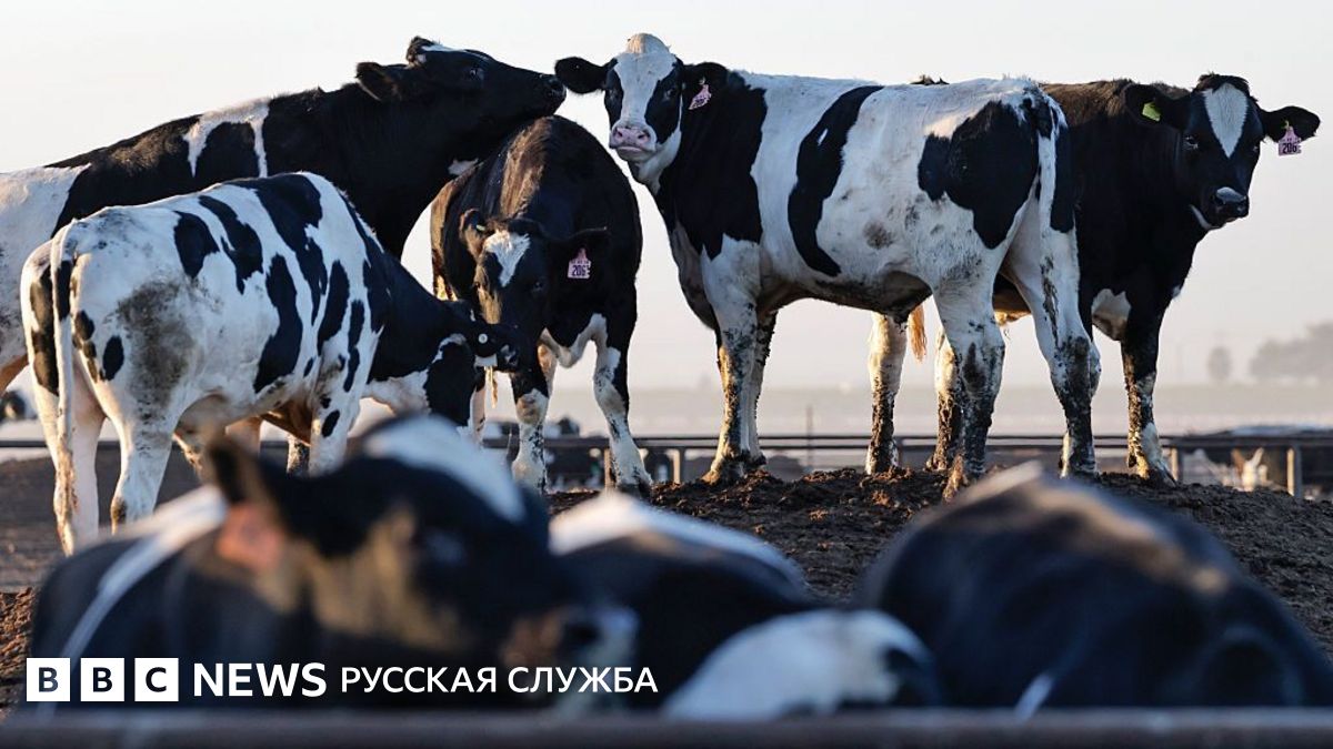 Во Франции вирус Шамонда впервые обнаружен у человека