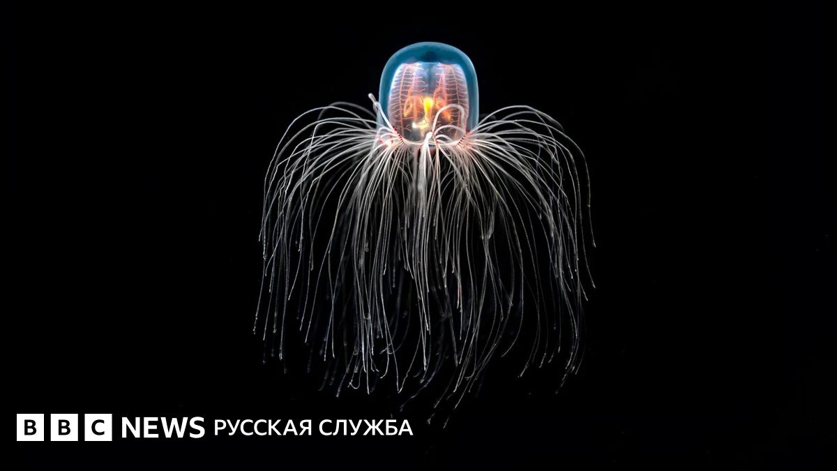 «Бессмертная медуза». Как организм, который умеет «отматывать назад» свое развитие, может помочь лечить болезни людей